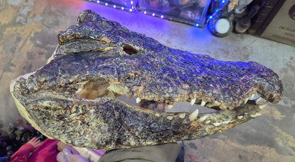 Grande tête de crocodile déshydratée