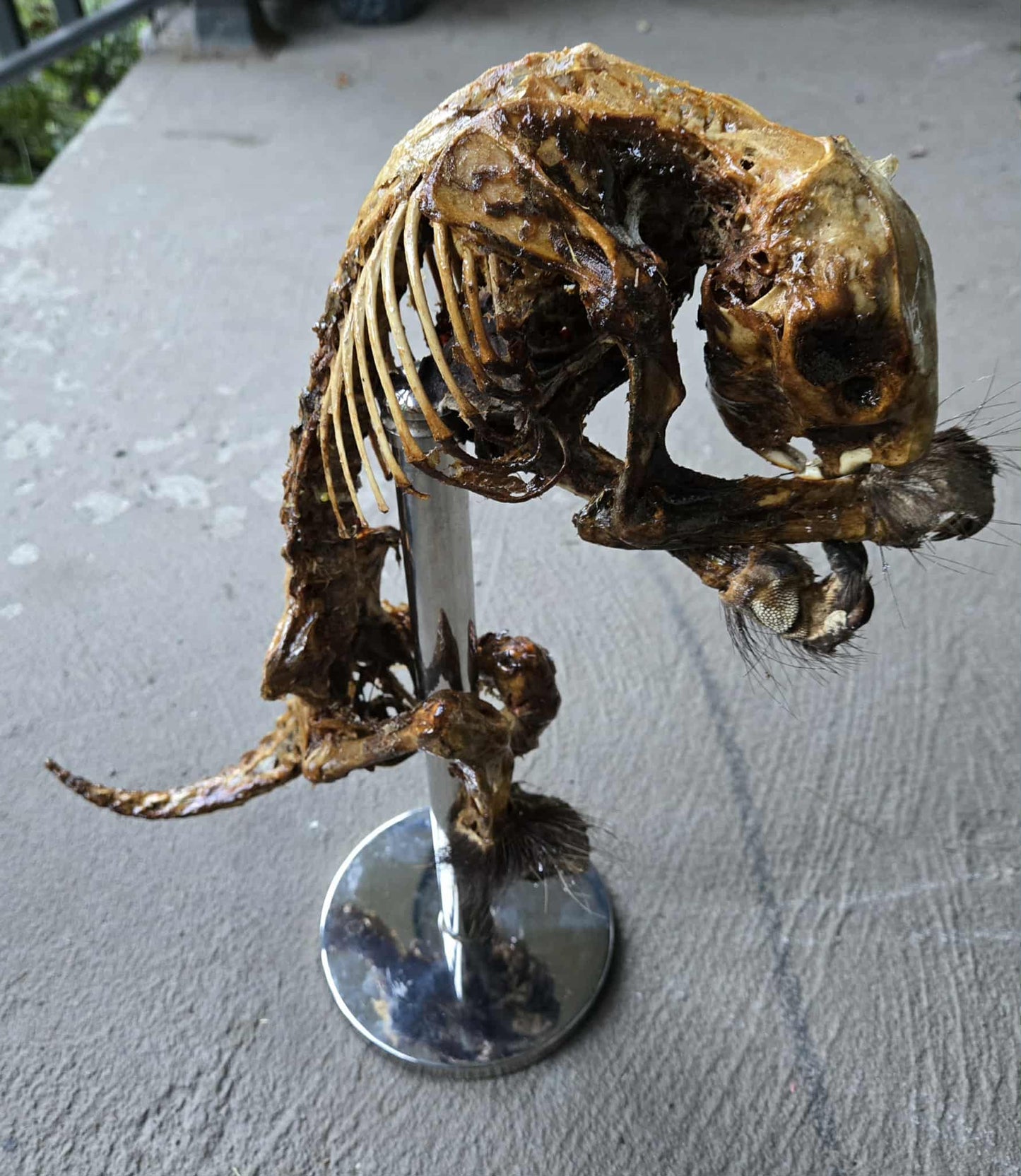 Squelette de porc-épic momifié