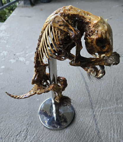 Squelette de porc-épic momifié