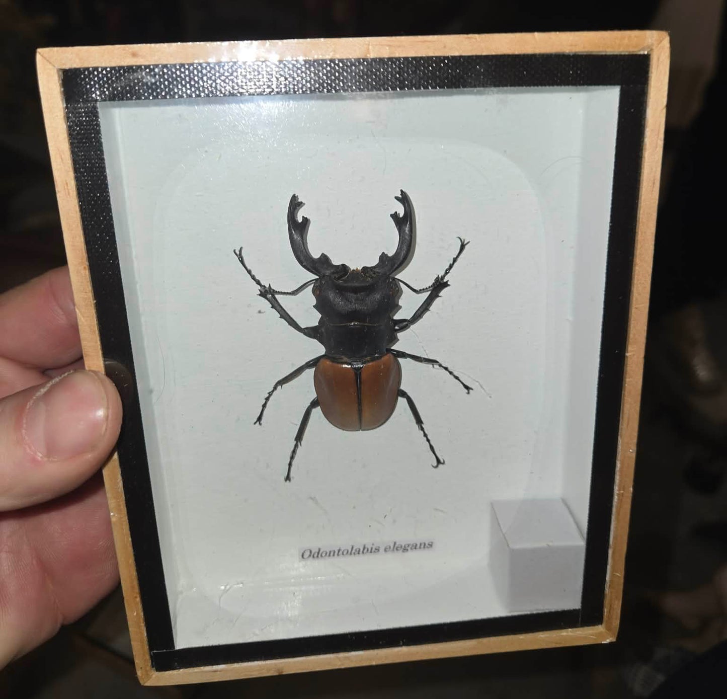 Insecte naturalisé Odontolabis elegans dans un cadre.