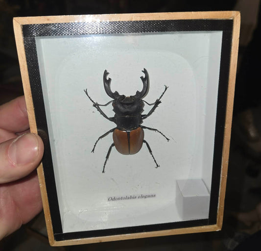 Insecte naturalisé Odontolabis elegans dans un cadre.