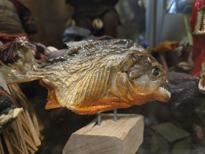 Moyens piranhas rouges déséchés