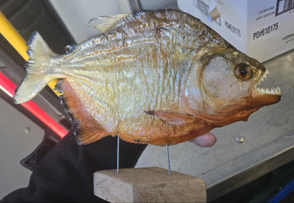 Taxidermie grand piranha