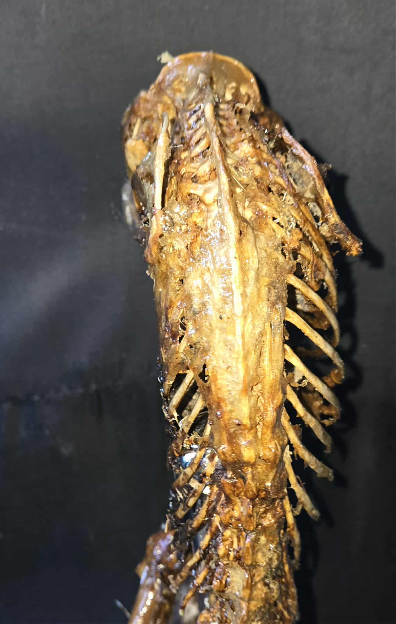 Squelette de porc-épic momifié