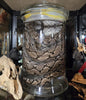 Wet specimen serpent dans le formol