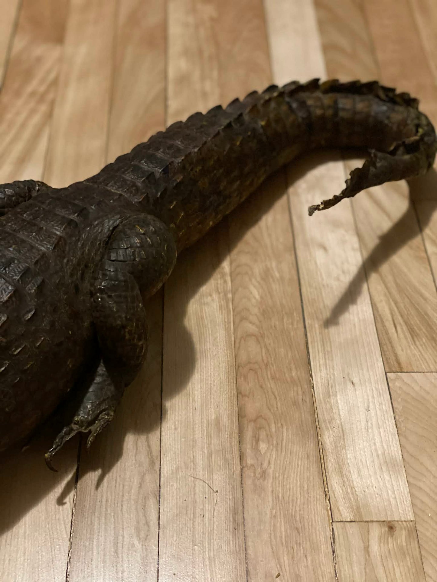 Taxidermie vintage alligator complet