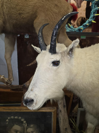 Taxidermie chèvre des montagnes.