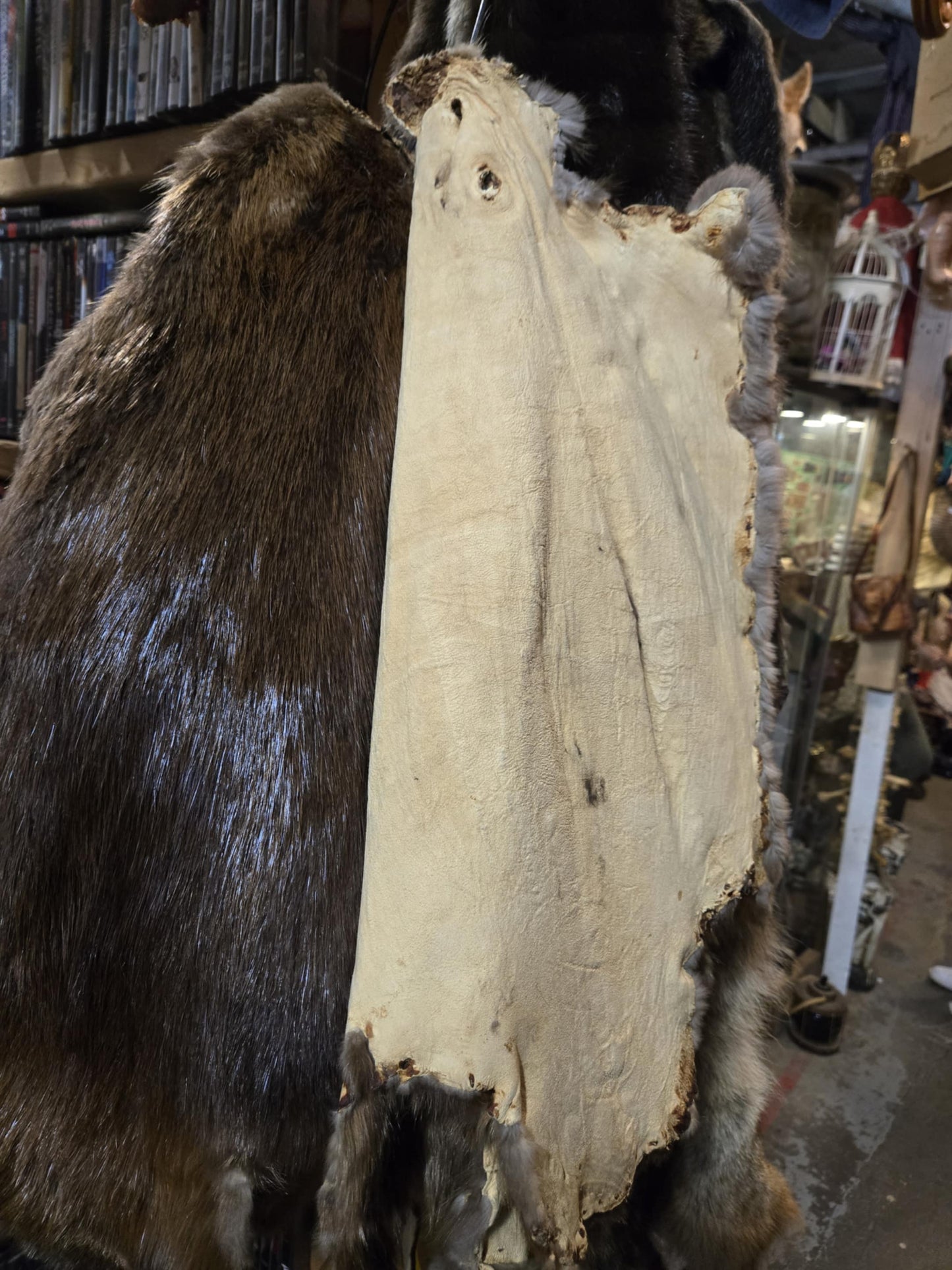 Peaux de castor du Québec