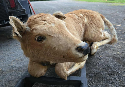 Veau empaillé.