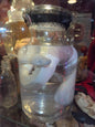 Serpent dans le formol - wet specimen