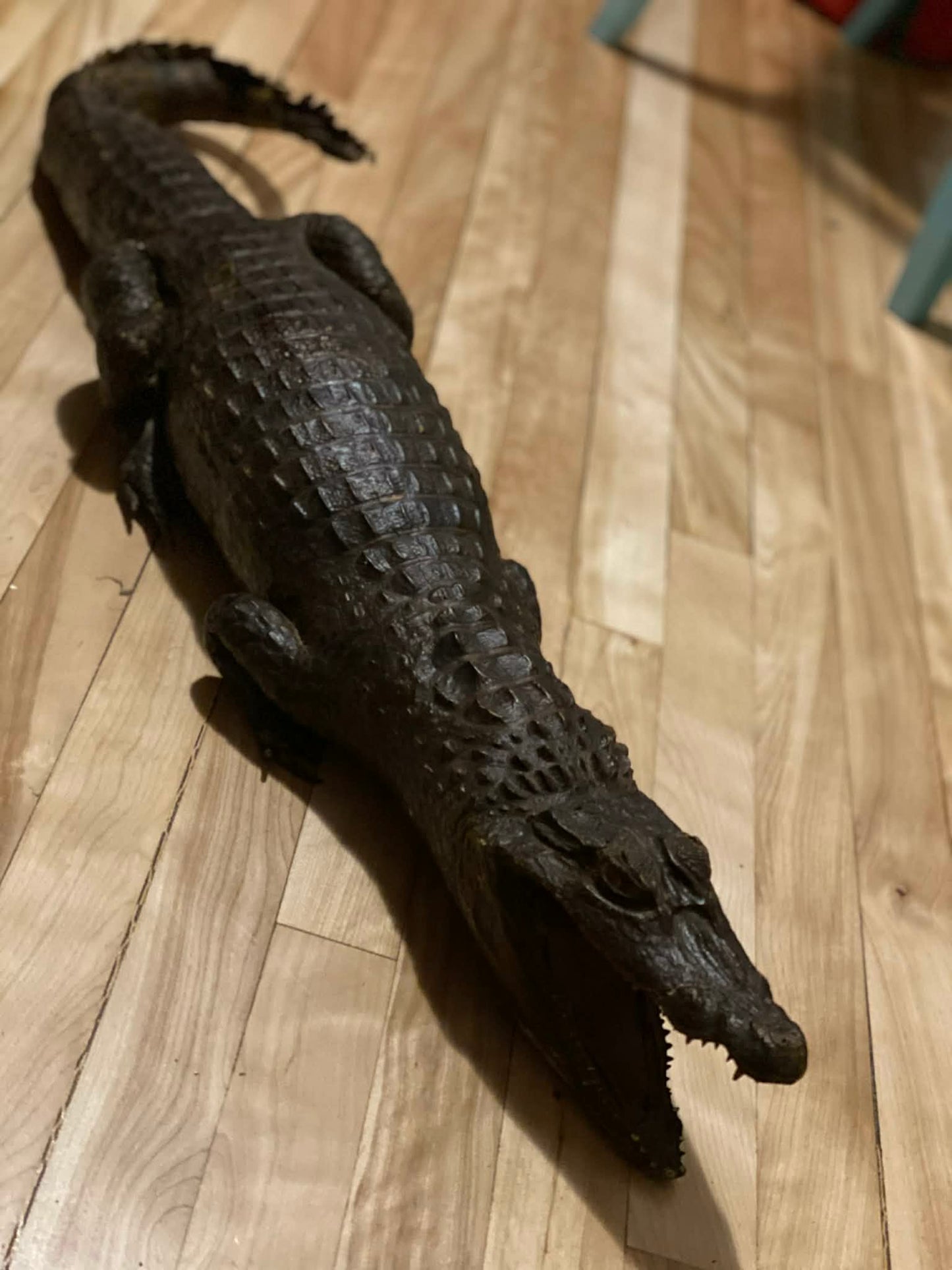 Taxidermie vintage alligator complet