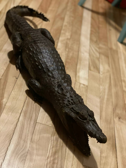 Taxidermie vintage alligator complet