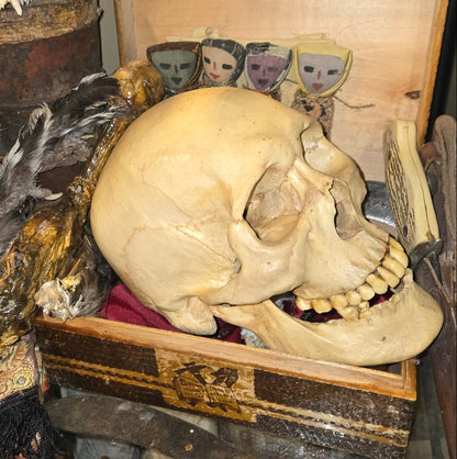 Crâne homo sapiens sapiens mâle numéroté.