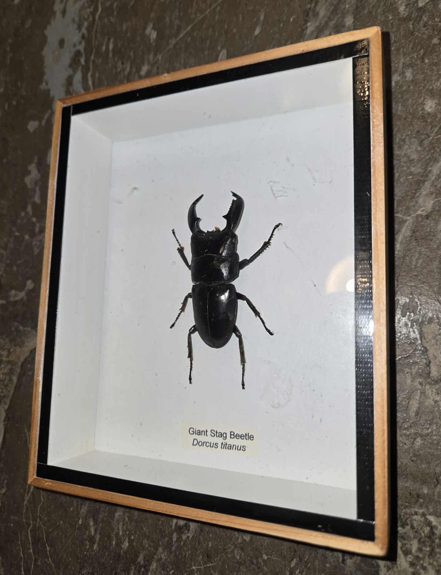 Lucane cerf-volant géant encadrée - Dorcus Titanus Typhon