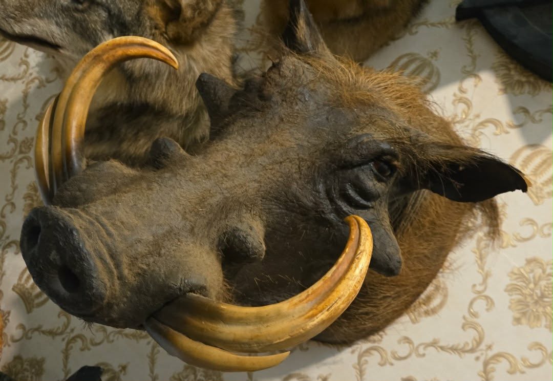 Taxidermie tête de phacochère vintage