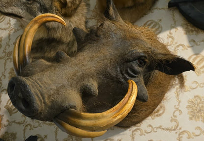 Taxidermie tête de phacochère vintage