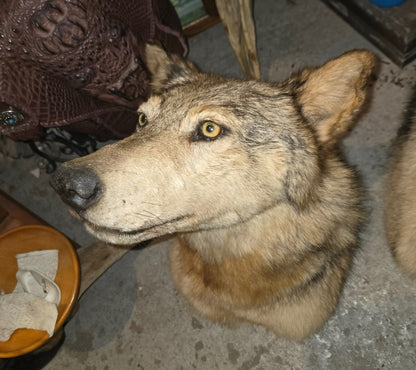 Taxidermies têtes de loup