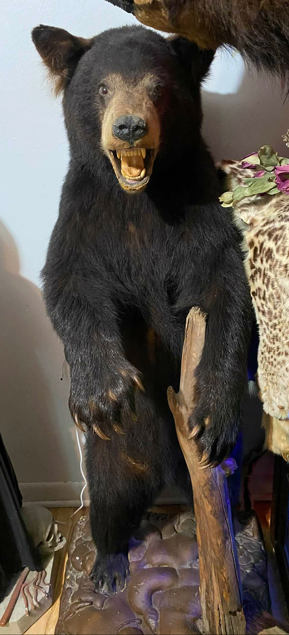 Taxidermie vintage ours noir complet.