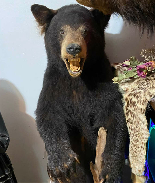 Taxidermie vintage ours noir complet.