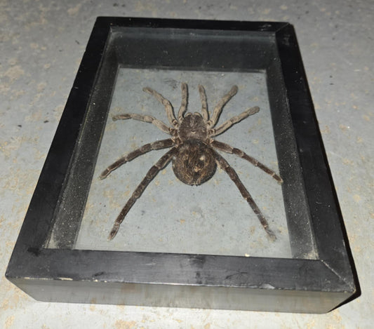 Taxidermie grande araignée, tarentule