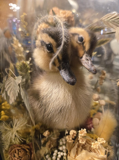 Taxidermie caneton à deux têtes dans un globe
