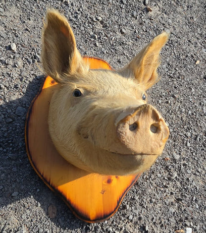 Taxidermie vintage tête de cochon