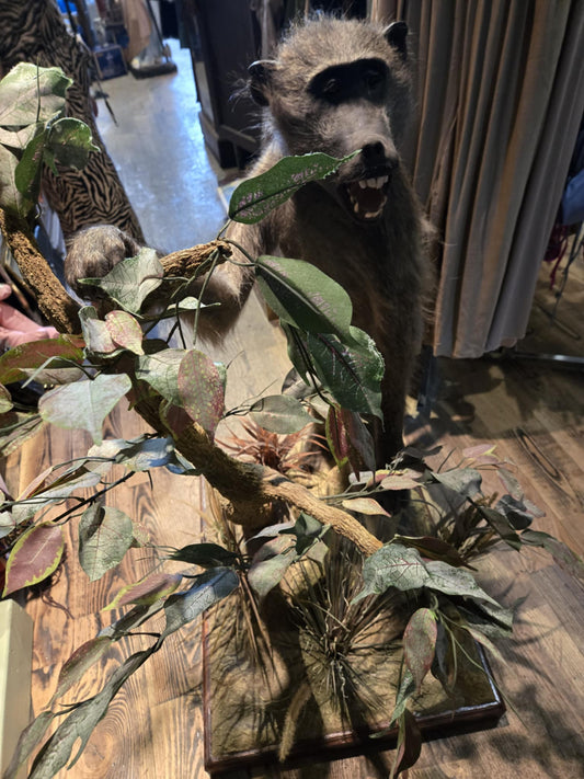 Taxidermie d'un babouin