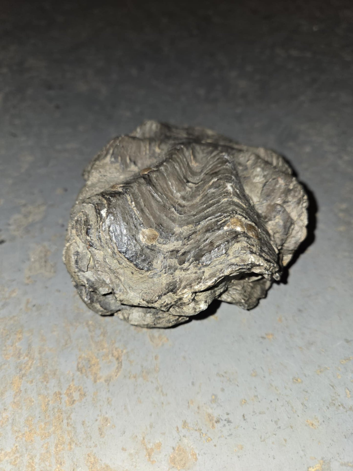Fossile Huitre pétrifiée d'environ 150 millions d'années