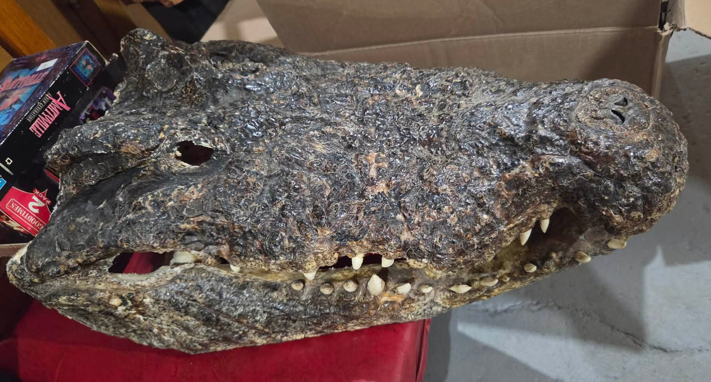 Grande tête de crocodile déshydratée