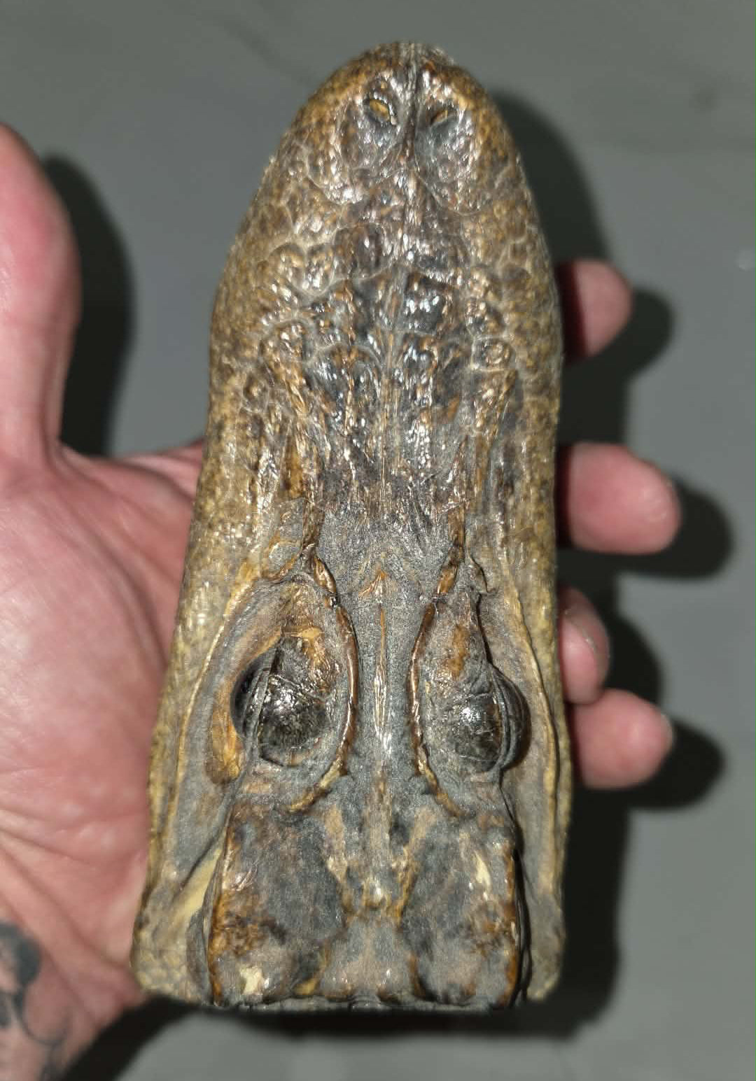 Petite tête d'alligator déshydratée