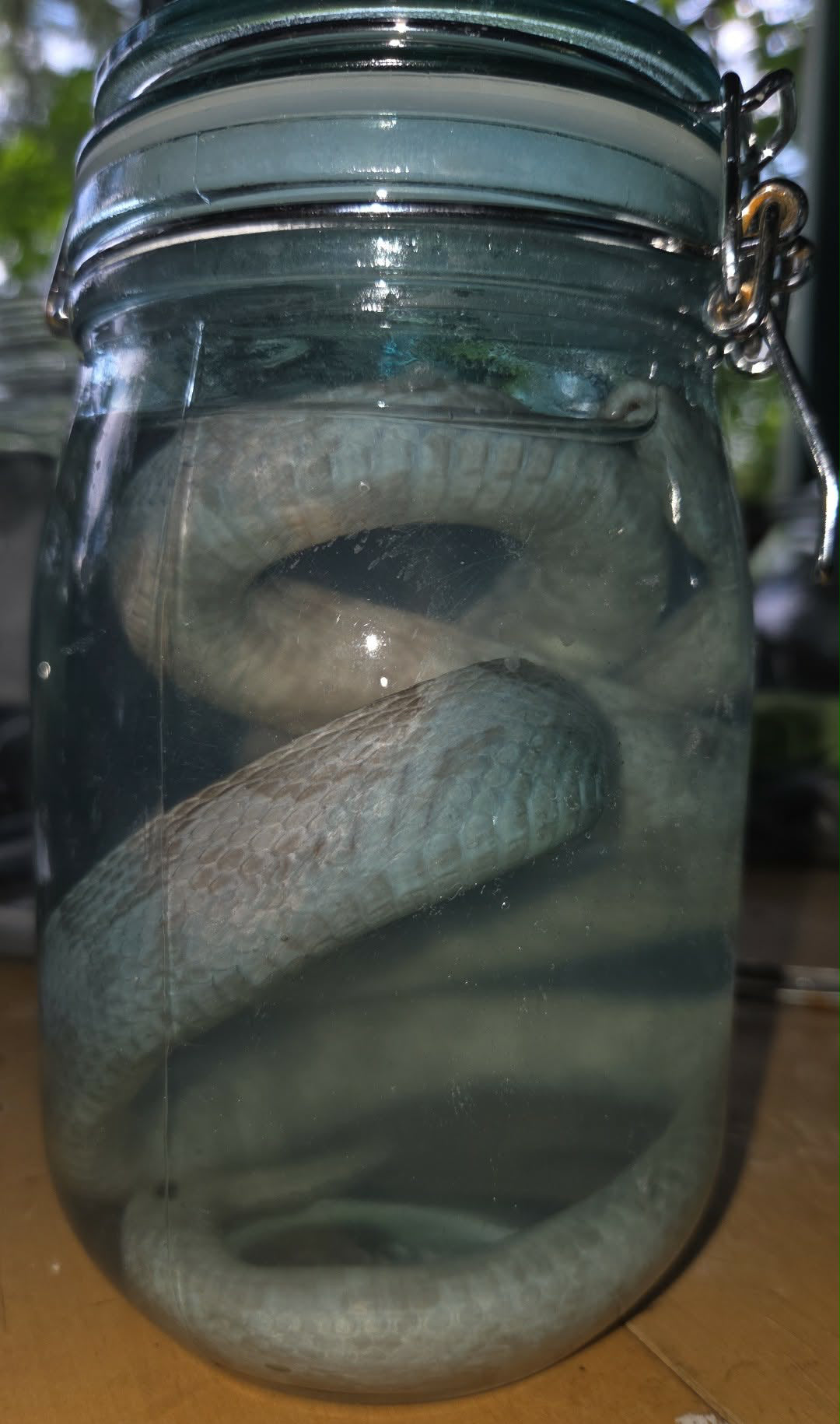 Serpent dans le formol
