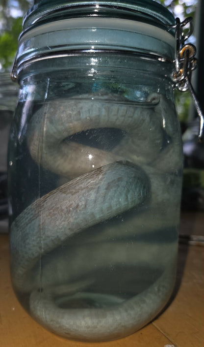 Serpent dans le formol