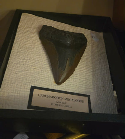 Dent fossilisée de Megalodon, encadrée.