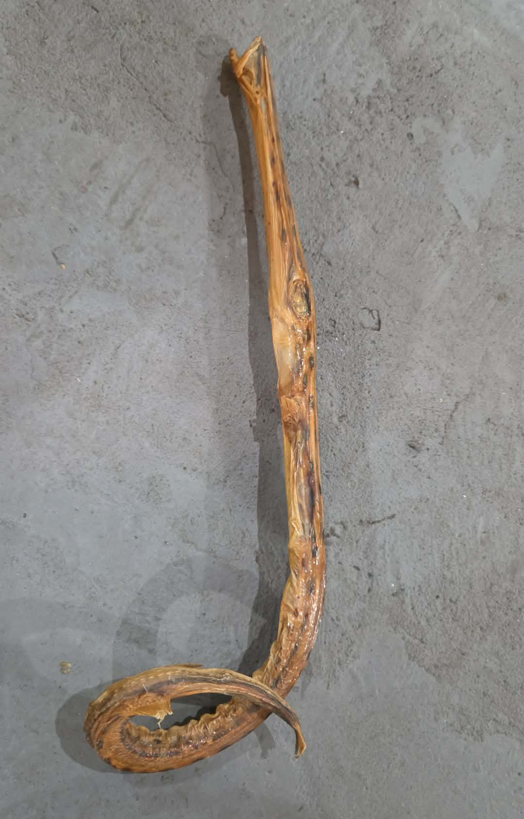 Anguille Gulper déshydratée, momifiée