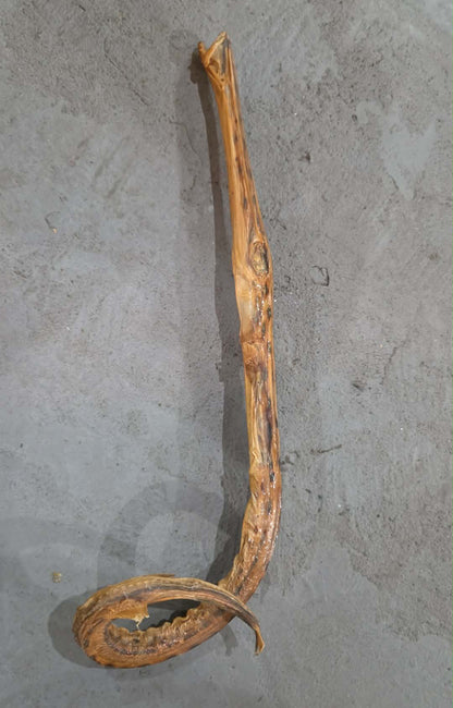 Anguille Gulper déshydratée, momifiée