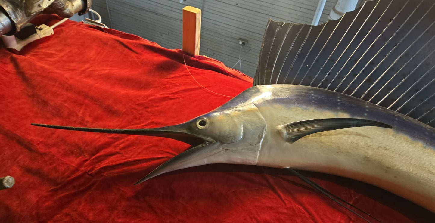 Taxidermie Marlin Voilier Sailfish