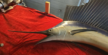 Taxidermie Marlin Voilier Sailfish