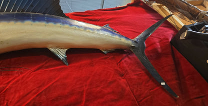 Taxidermie Marlin Voilier Sailfish