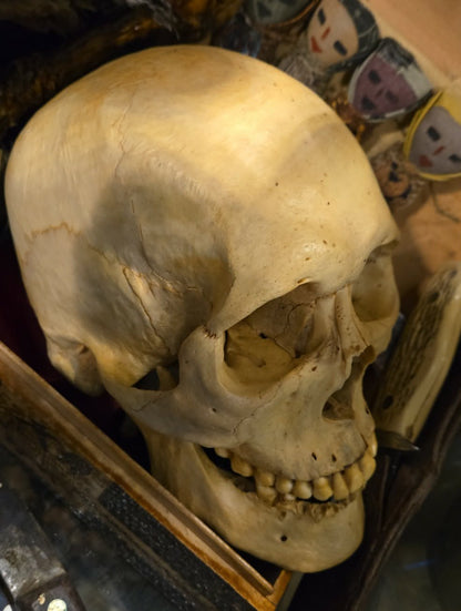 Crâne homo sapiens sapiens mâle numéroté.