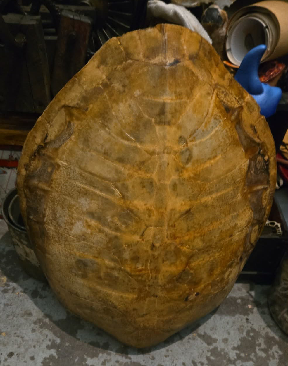 Grande carapace de tortue