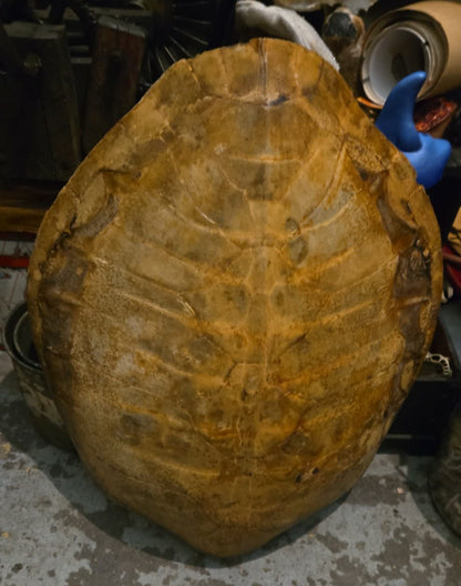 Grande carapace de tortue