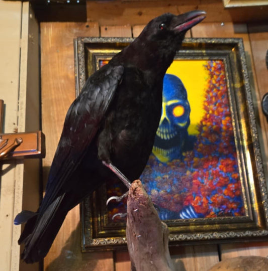 Taxidermie corneille naturalisée