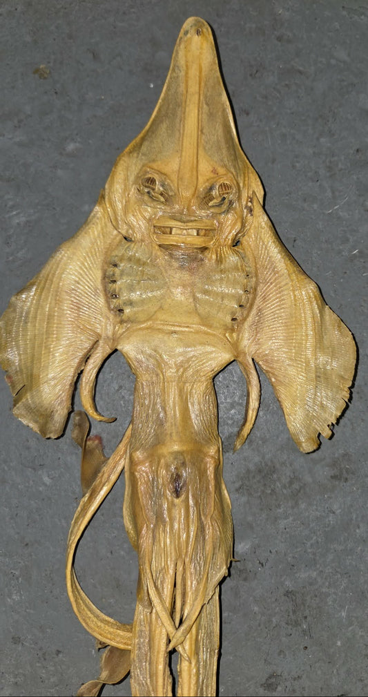 Petite "Raie du Diable" momifiée.
