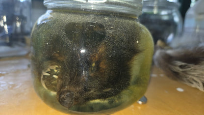 Tête de moufette dans le formol