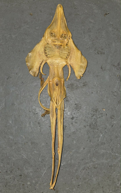 Petite "Raie du Diable" momifiée.