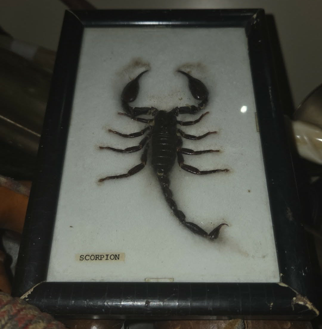 Scorpion naturalisé encadré