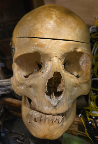 Véritable crâne d'Homo Sapiens sapiens sans dent