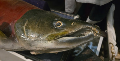 Taxidermie saumon rouge