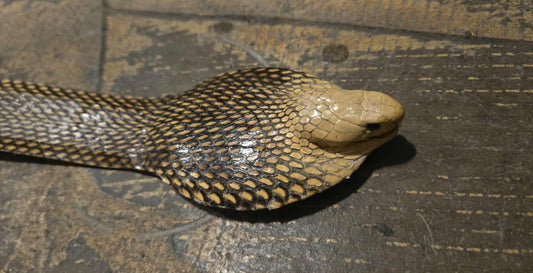 Cobra naturalisé