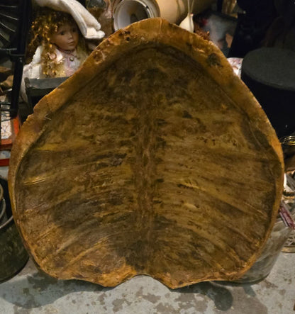 Grande carapace de tortue